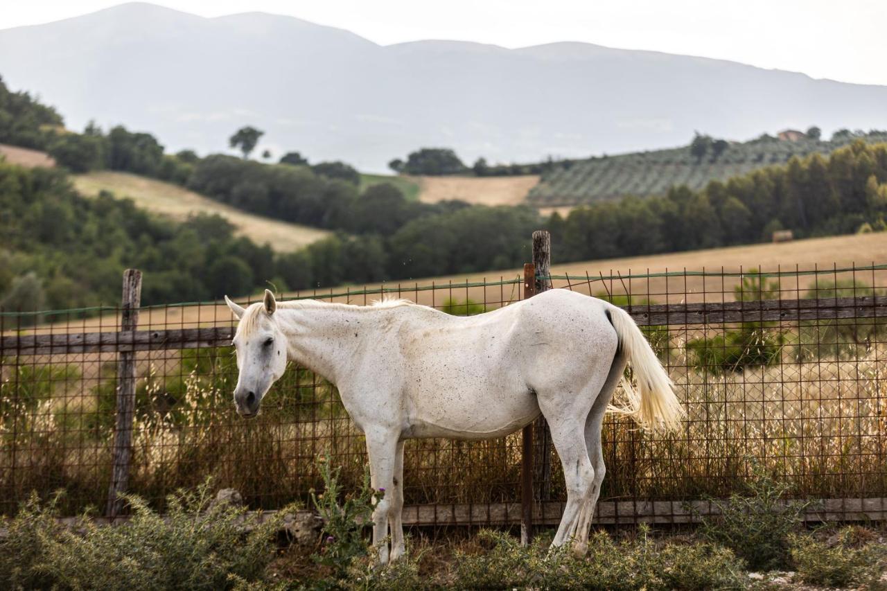 Agriturismo Agrileisuretime Spoleto Dış mekan fotoğraf