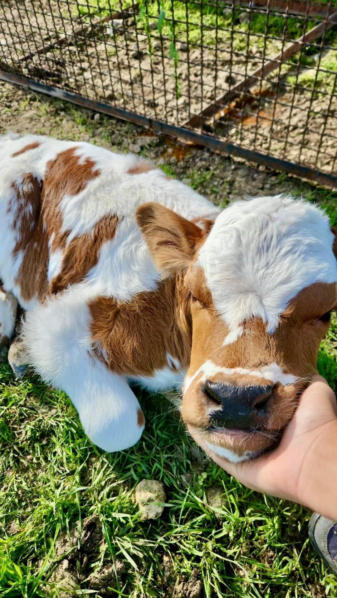 Agriturismo Agrileisuretime Spoleto Dış mekan fotoğraf